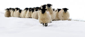 moutons-neige